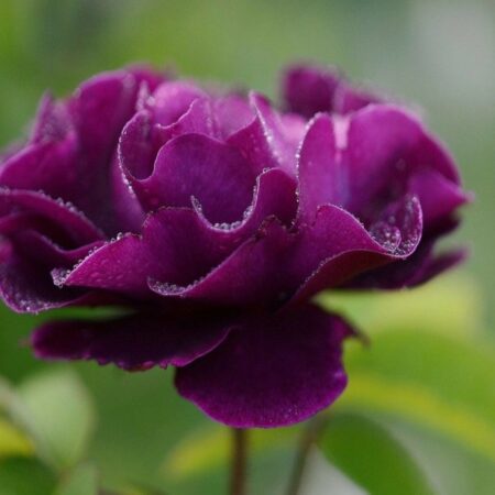 Mauve Rose