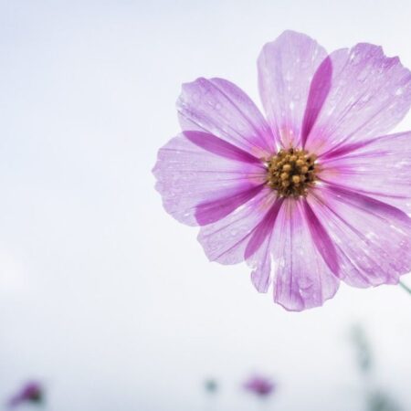 Pink Flower