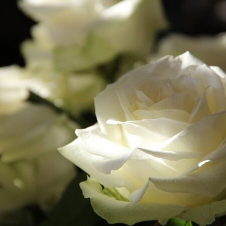 White Rose